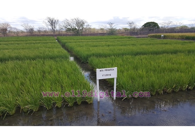 T&eacute;cnicos del Inta aprenden nuevas t&eacute;cnicas para el manejo y mejoramiento de la semilla en arroz secano